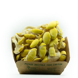 Golden Oyster Mushrooms