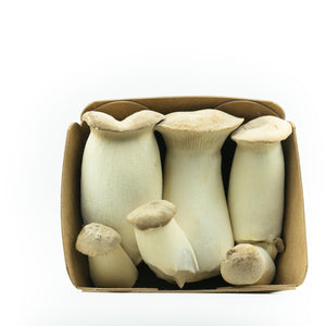 King Trumpet Oyster Mushroom