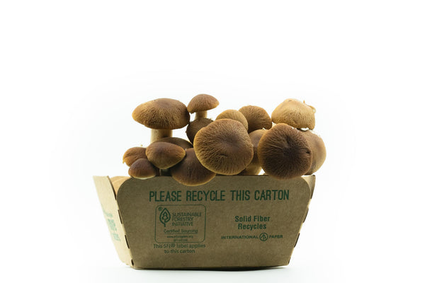 Pioppino Mushrooms