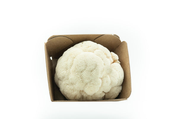 Lion's Mane Mushrooms