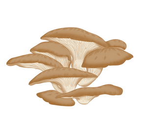 Mushroom vector drawing