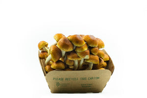 Organic chestnut mushrooms