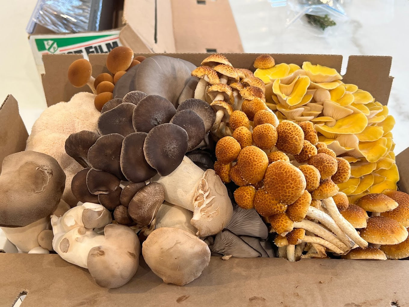 A harvest of fresh organic gourmet mushrooms