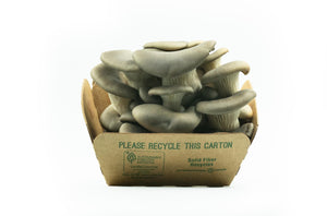 organic oyster mushrooms